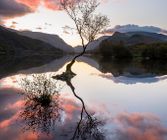 Lonely tree sunset (Wales, UK)